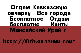 Отдам Кавказскую овчарку - Все города Бесплатное » Отдам бесплатно   . Ханты-Мансийский,Урай г.